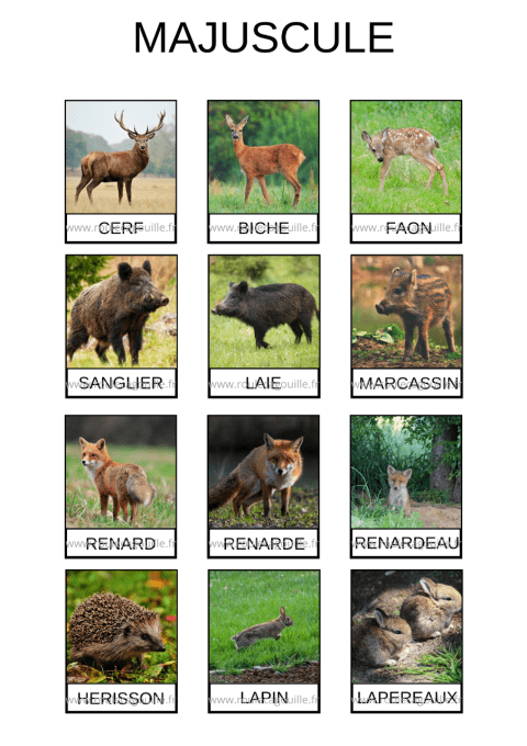 Les animaux de la forêt