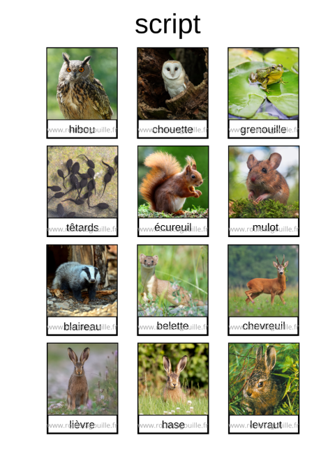 Les animaux de la forêt