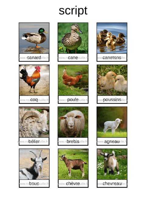 Les animaux de la ferme