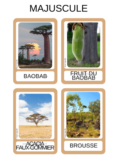 15 Cartes vocabulaire Savane